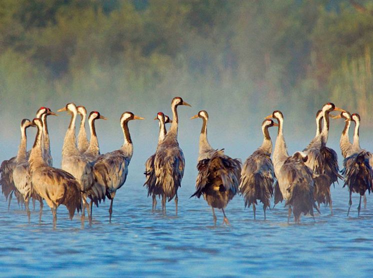 Dyrelivet i Nationalpark Müritz