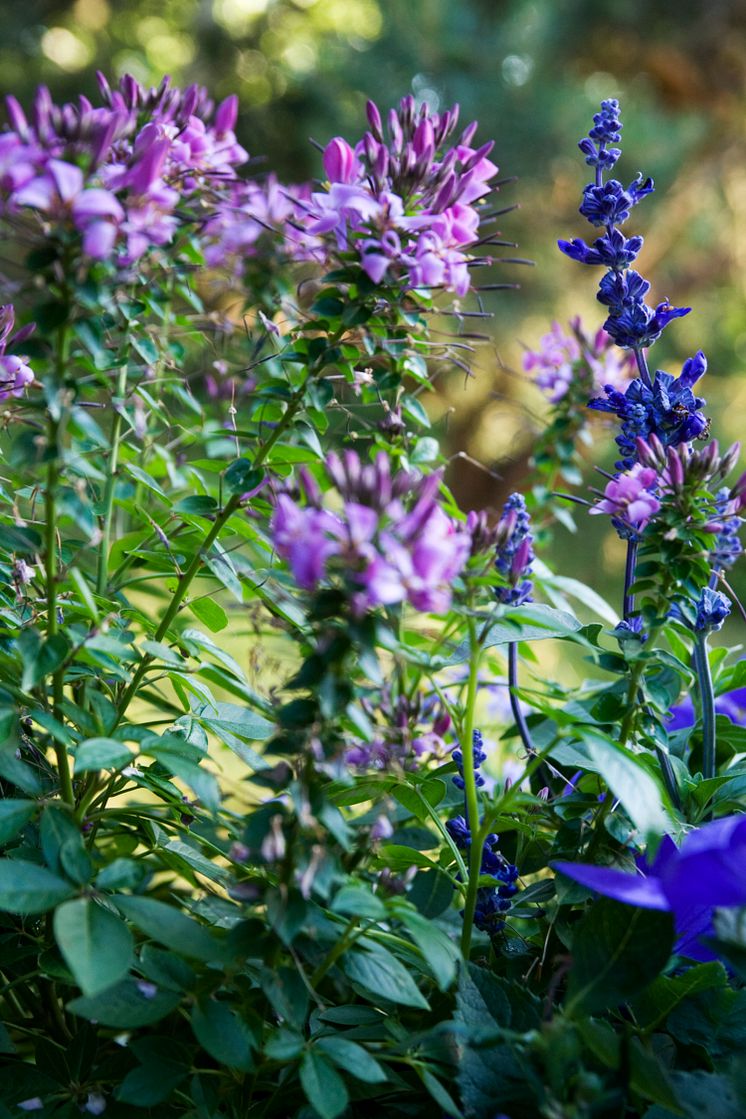 Paradisblomster (Cleome hassleriana) och daggsalvia (Salvia farinacea)