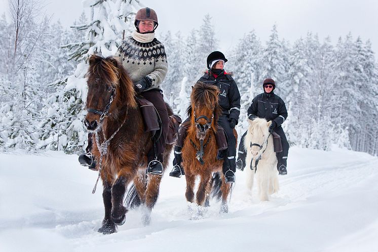 Horses of Taiga