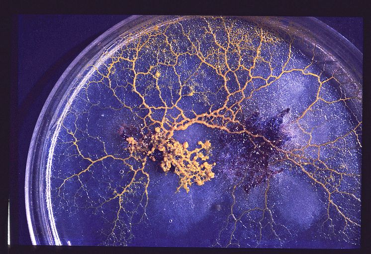 Plasmodium av Badhamia utricularis