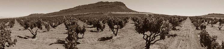 Kokerboom Vineyard