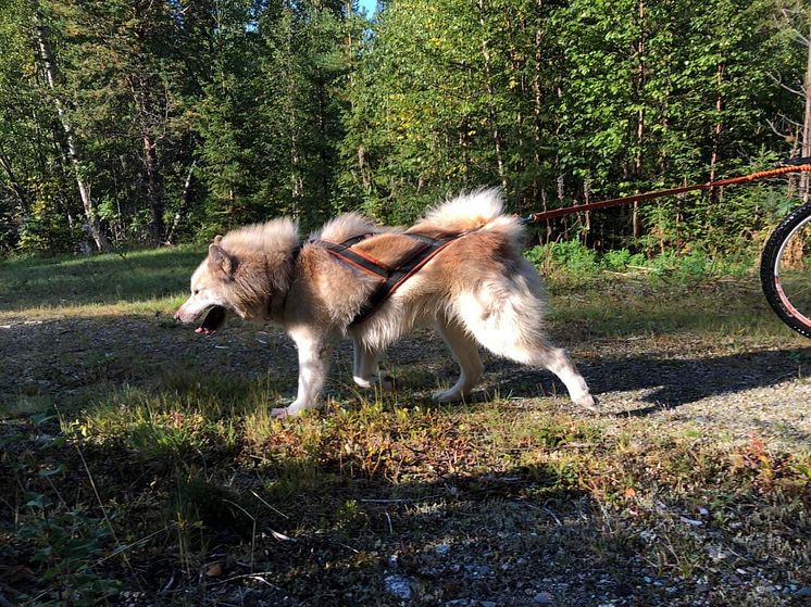 canadian-eskimo-dog-drag