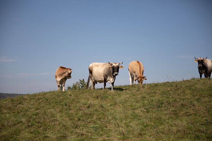 Living Farms Goetheanum Gartenpark Garden Park Kuehe Cows_Jasmin Peschke