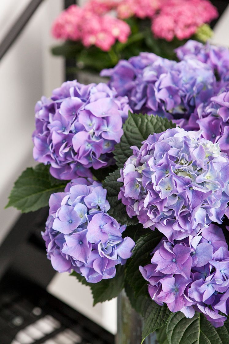 Hortensia - en effektiv luftfuktare med ljuvlig blomning