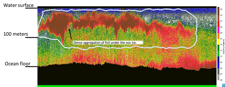 Dense schools of fish detected on the ship’s echosounder under the ice north of the Polar Front