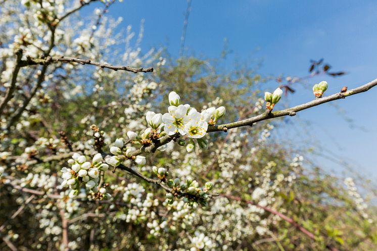 Blüten im Fläming