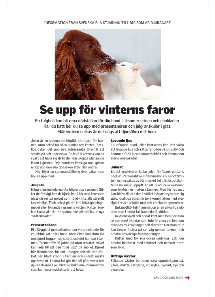 Julens faror för din katt och hund