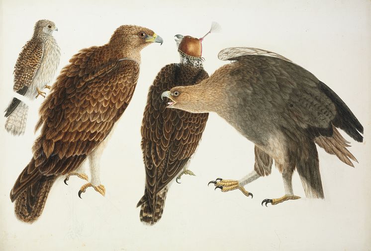 Rovfugle. Akvarel. Ca. 1820 