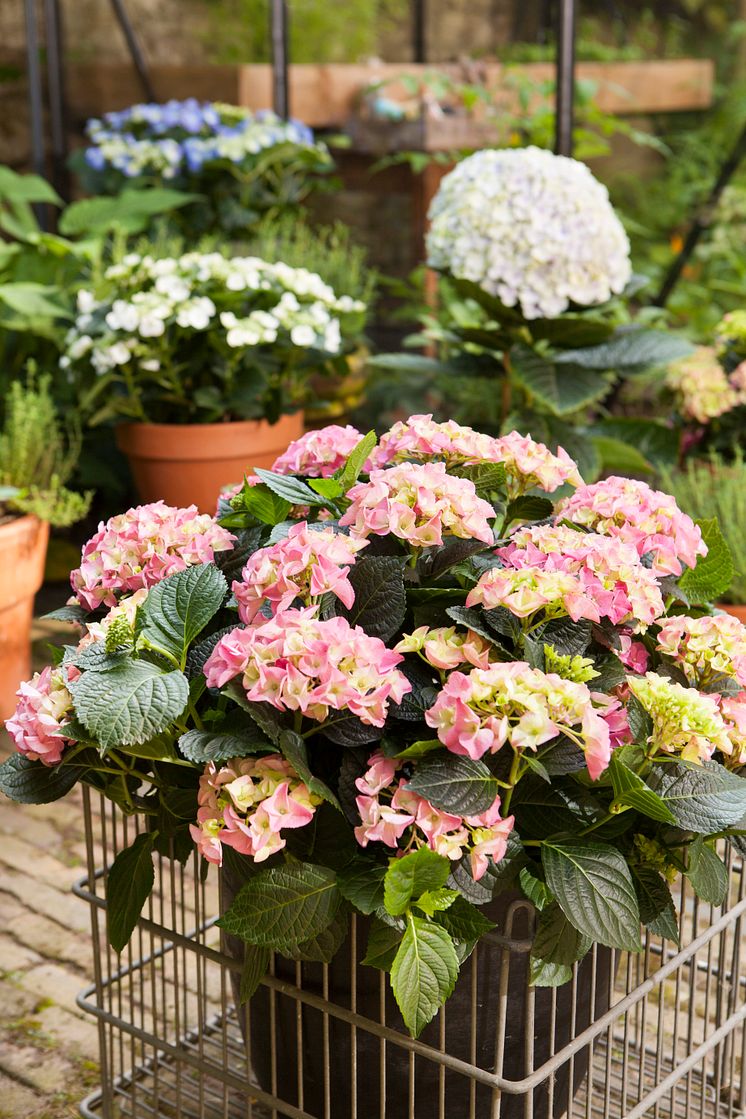 Hortensia - en effektiv luftfuktare med ljuvlig blomning