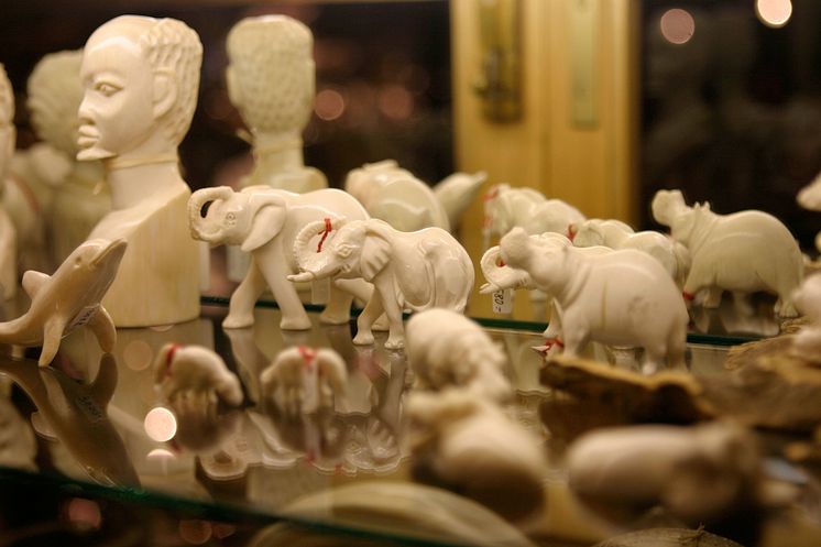 En souvenir för livet - elfenbensprodukter i en souvenirbutik Namibia. 