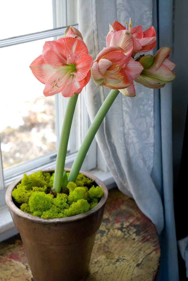 Amaryllis i fönstret