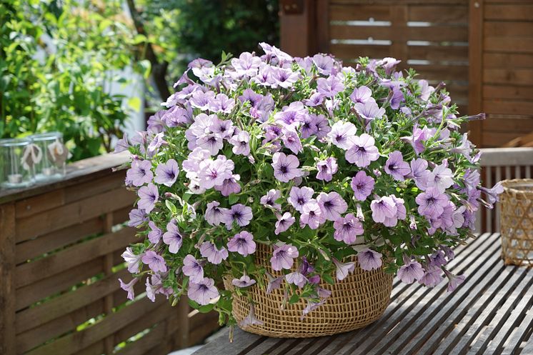 Petunia LavenderSky 