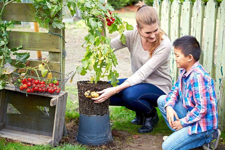 TomTato® är blandning mellan tomat och potatis