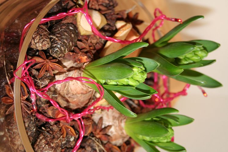 Röd Jul med hyacinter