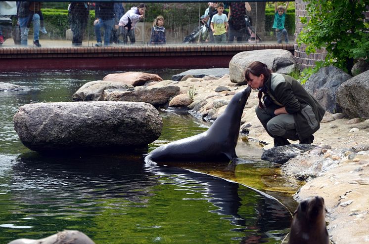 Zoo Leipzig - Seelöwenkuss 