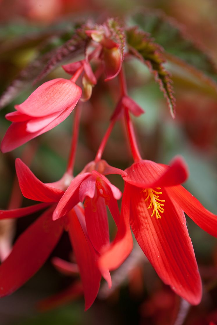 Röd hängbegonia close up.