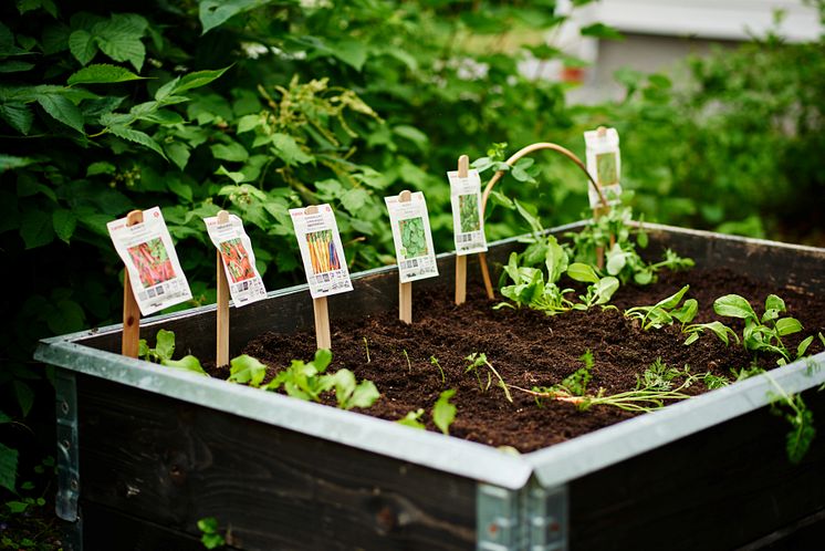 Plantagen_Trädgården som terapi_19.jpg