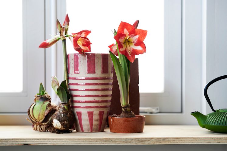 Amaryllis