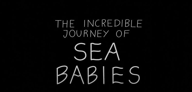 Videointro Sea Babies