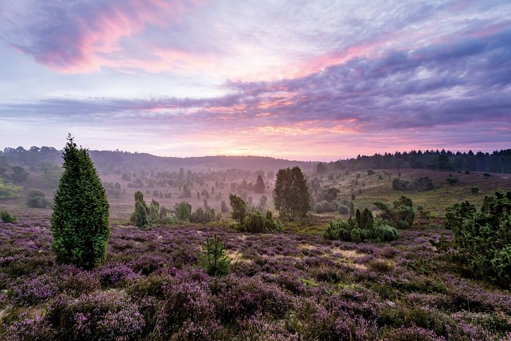 Lüneburger_Heide_Totengrund