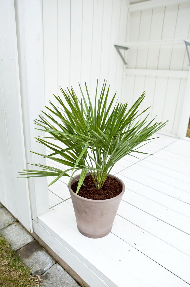 Dvärgpalm 