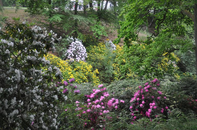 Rhododendron