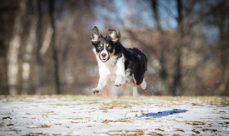 Border collie kontorshund 