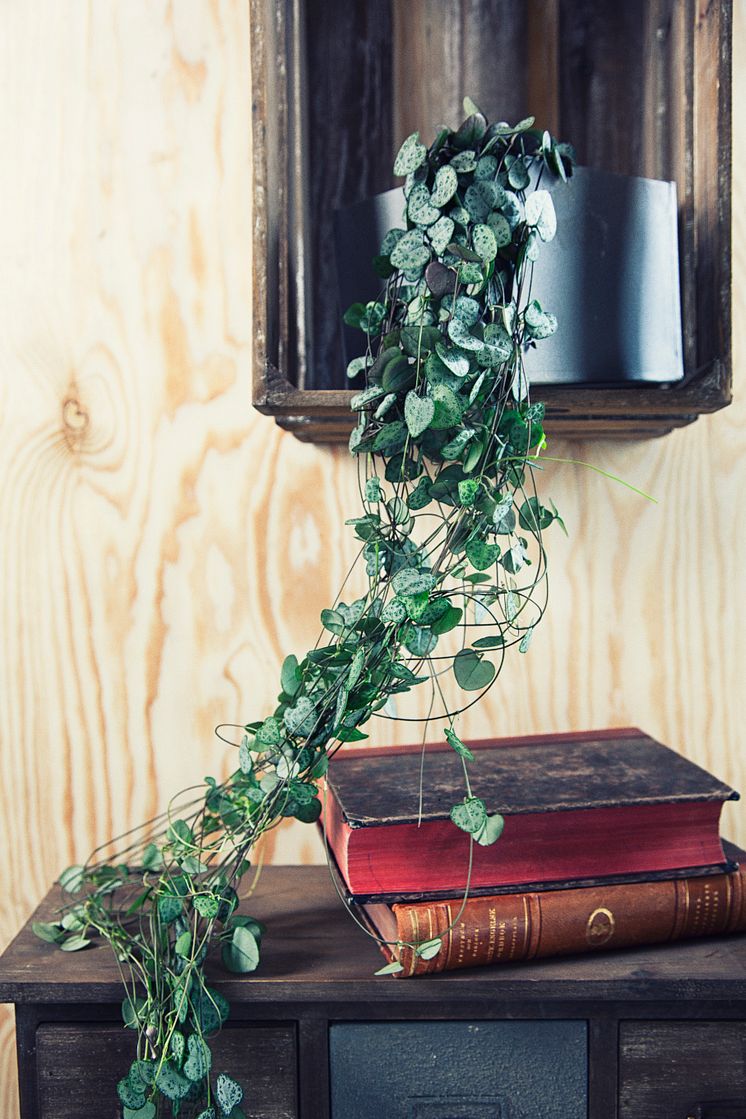 Lyktranka, Ceropegia linearis ssp.woodii