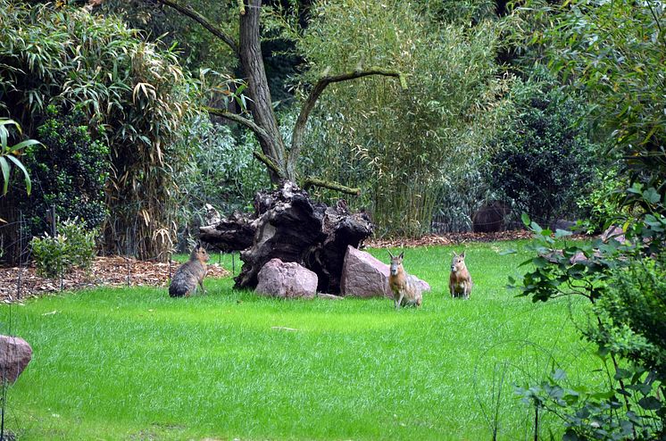 Zoo Leipzig - Große Maras