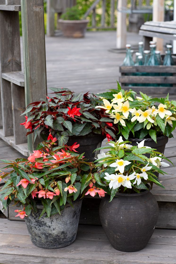 Begonia boliviensis Summerwings Boliviabegonia Foto @annikasnaturligating