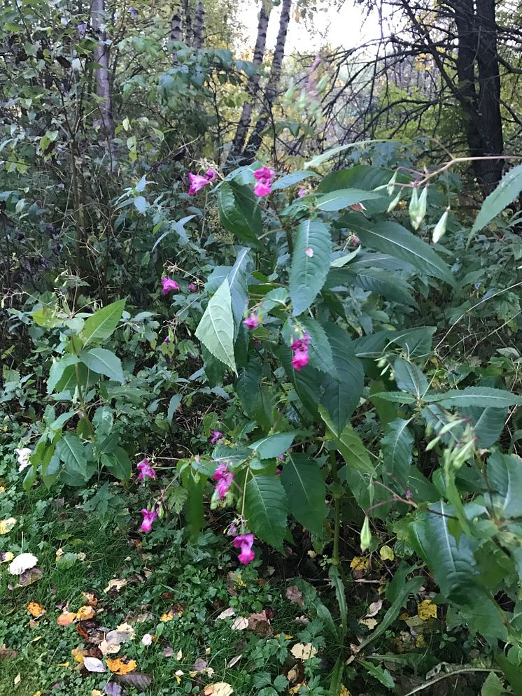 The Himalayan or Indian balsam is one of this year’s new inclusions on the EU list of banned invasive plants that are forbidden to own and must be eradicated. 
