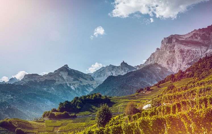  Weintourismus, Rebberge im Wallis Copyright: Valais Wallis Promotion - Christian Pfammatter