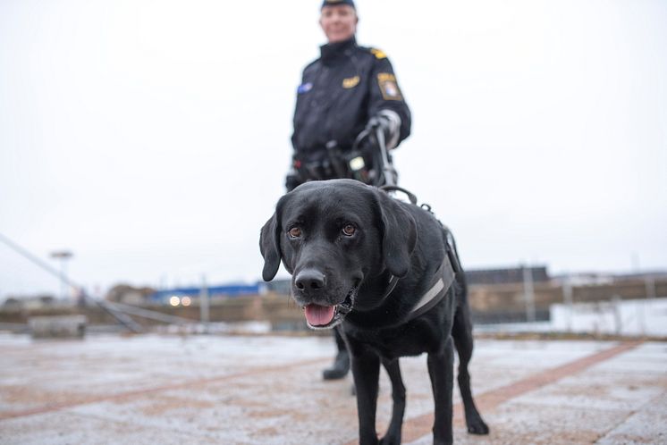 Årets narkotikasökhund 2018