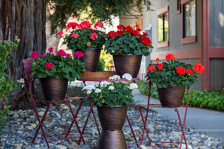 High Res png-Mojo Interspecific Geraniums Display-1