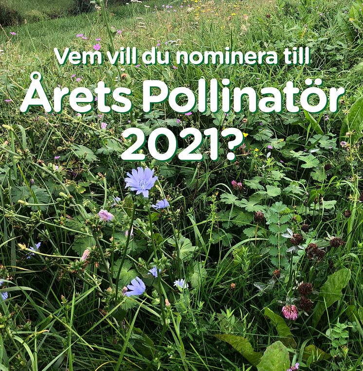 Årets Pollinatör bild