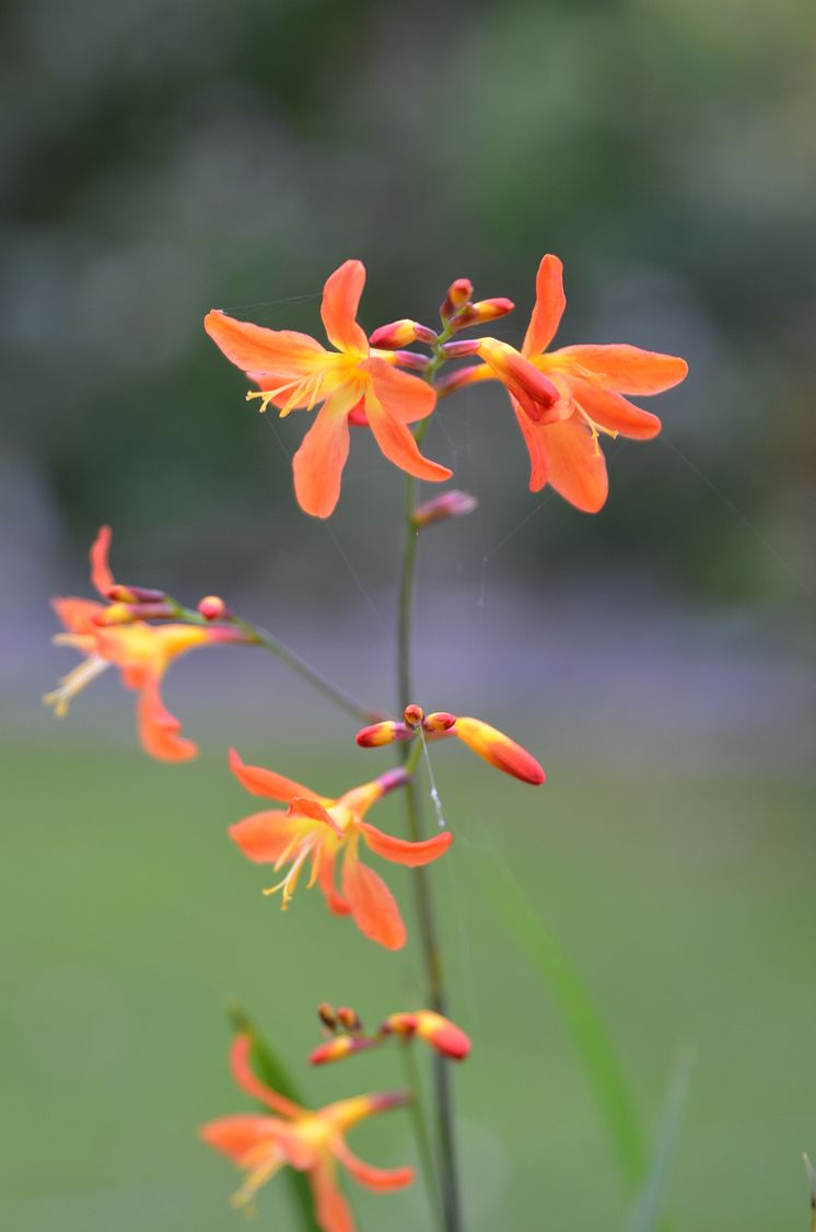 Montbretia