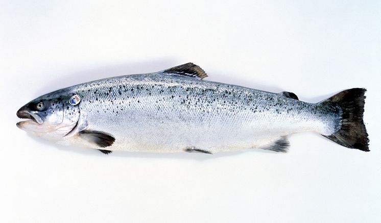 salmonentero.tif