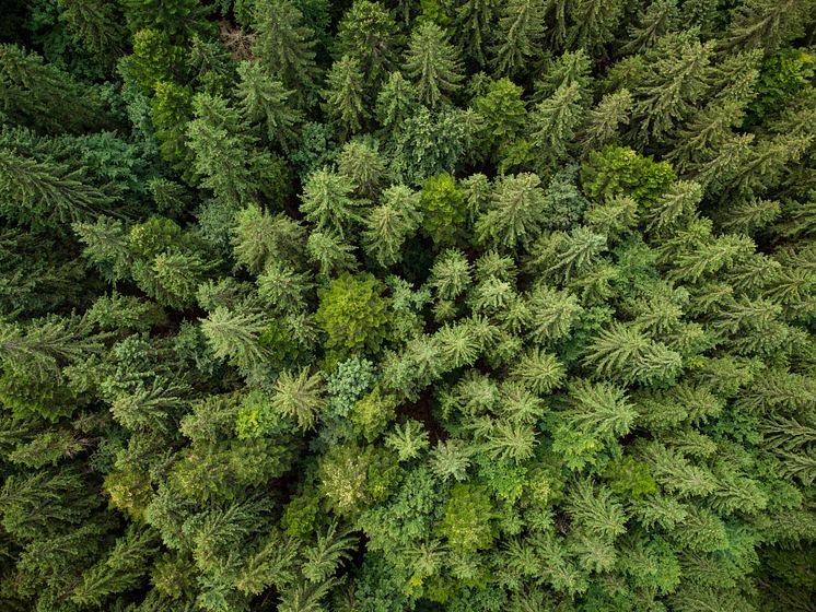 Texture of Green Fir Trees