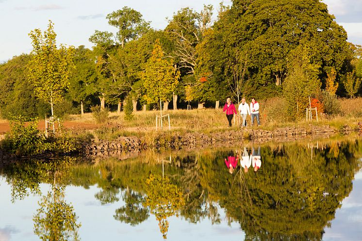 Trädallé längs Göta kanal, nya och gamla träd