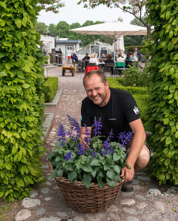 John Taylor presenterar Årets Sommarblomma 2016, Stor Daggsalvia