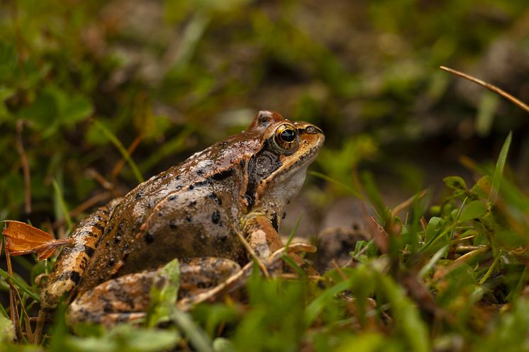 Vanlig groda (Rana temporaria).