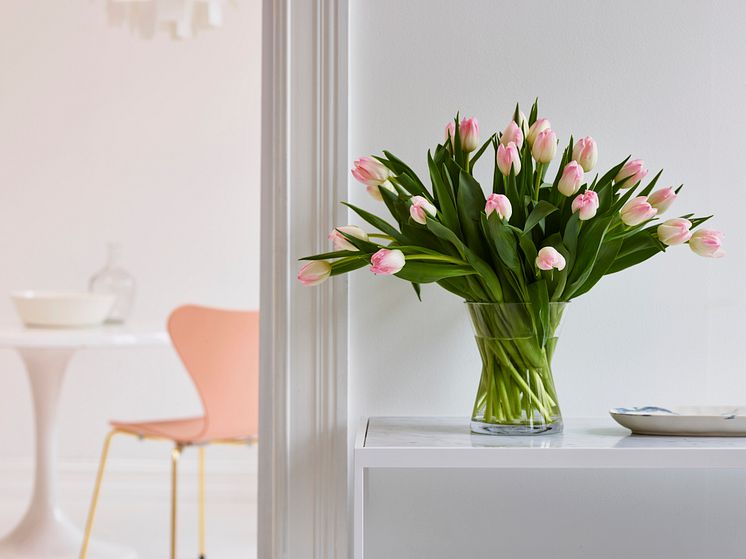 Tulipaner i hvitt og rosa