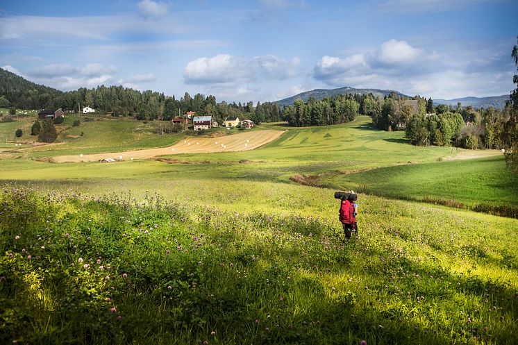 Njutvandring på sommaräng