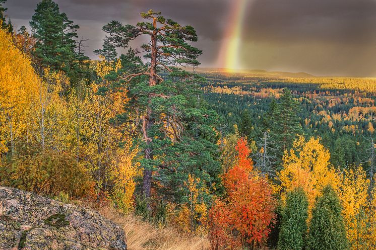 Skogslandskapet. Foto Mats Rosenberg.jpg