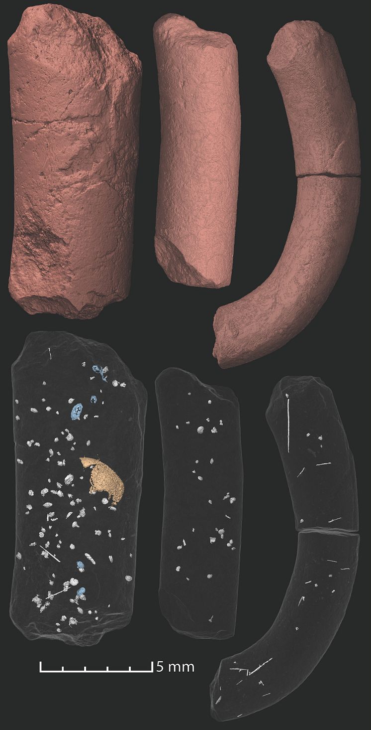 Fossiliserat flygödlebajs