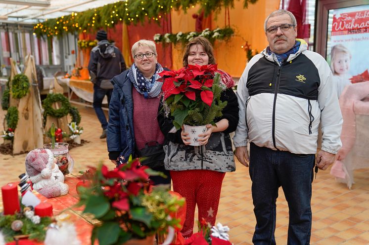 Weihnachtsstern aus der Gärtnerei