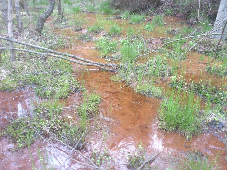 Järnockra i vattnet. Lerstugesjöns naturreservat