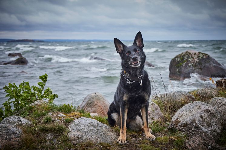 Årets Polishund 2023 Krogstorps Sky på stranden. Foto: Jan-Erik Lindkvist 