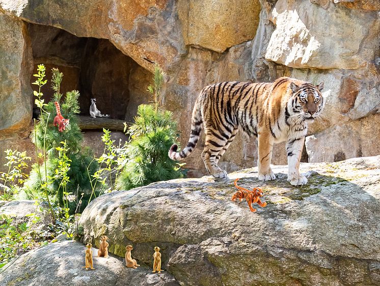 Tiger auf Streifzug im Berliner Zoo