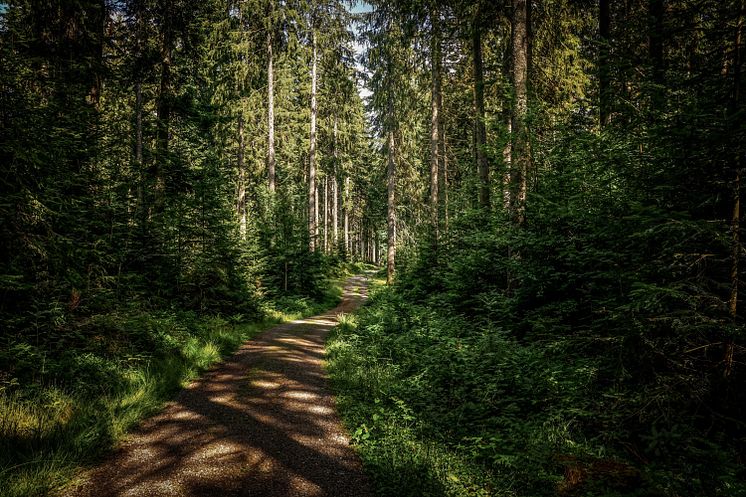 Skog med stig